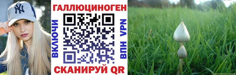 Псилоцибиновые грибы Psilocybe  Сургут 